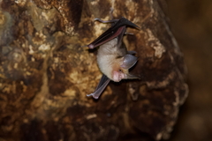 Arabian Trident Bat photo 1
