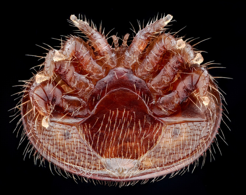 Varroa destructor Anderson & Trueman, 2000