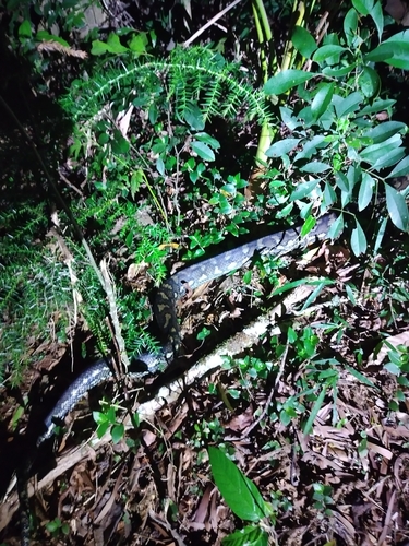 Coastal Carpet Python sighting