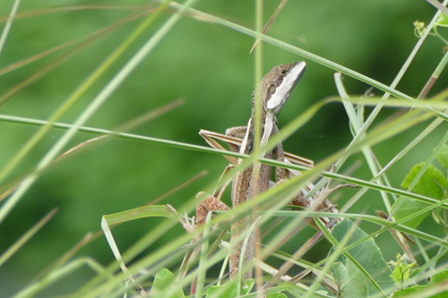 Lophognathus temporalis observed 2024-09-24