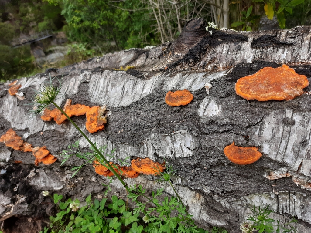 Trametes coccinea · January 2025 · photo: © islandspirit (iNaturalist, cc-by)