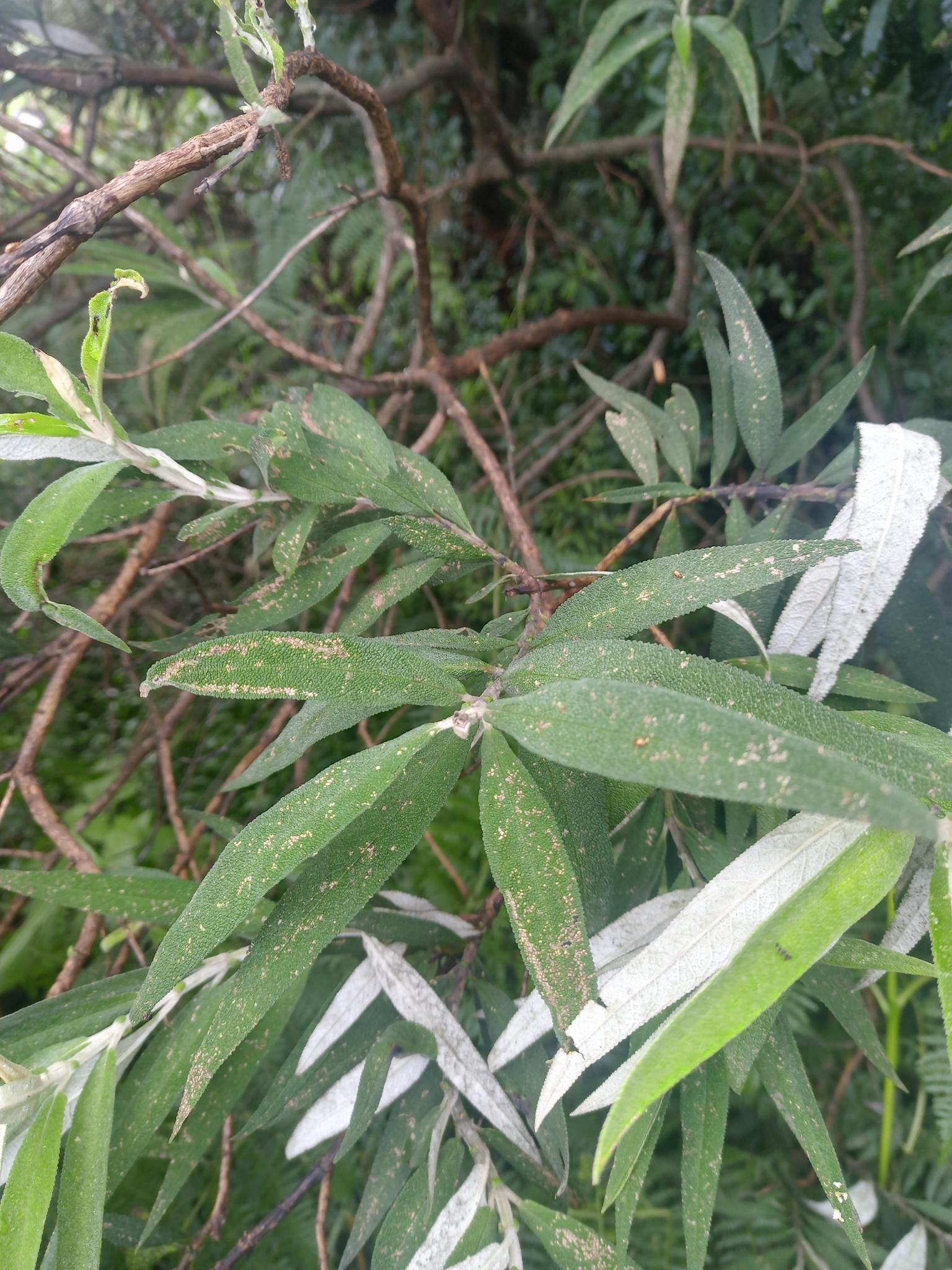 Imagem de Buddleia