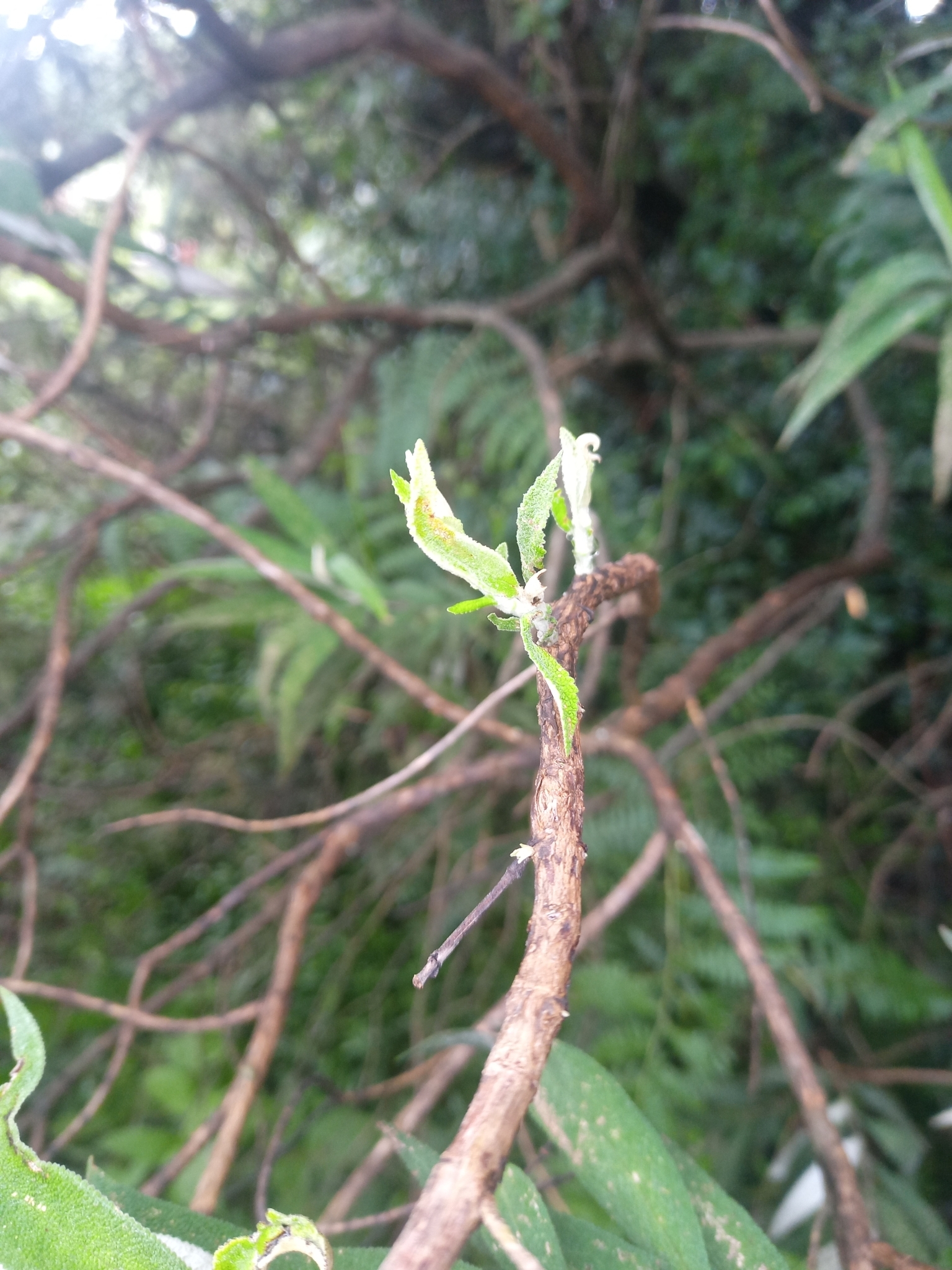 Imagem de Buddleia