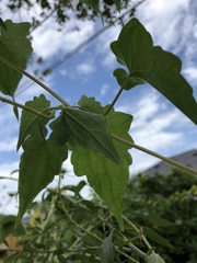 Mikania scandens