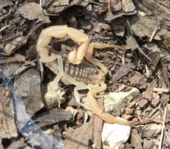 Aegaeobuthus gibbosus