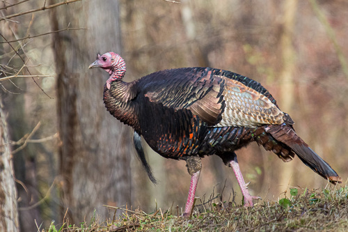 Wild Turkey photographed in New Jersey