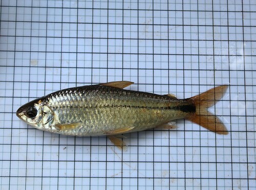 Dubbelvlek-curimata (Steindachnerina biornata) — Curimatidae — 3