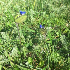 Commelina tuberosa