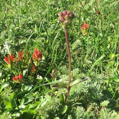 Commelina tuberosa