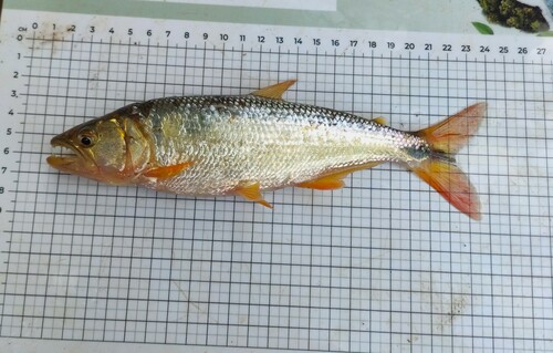 Shortmouth pike characin (Oligosarcus brevioris) — Characidae — 4