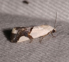 Ponometia cuta