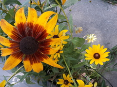 Rudbeckia hirta