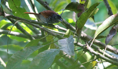 Thamnophilus palliatus