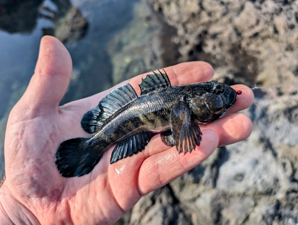 Maderia goby (Mauligobius maderensis) — Gobiidae