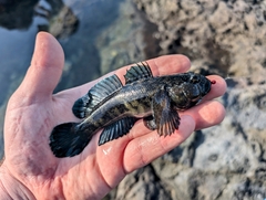 Madeira Goby