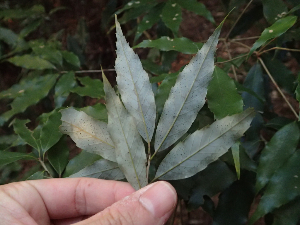 Quercus salicina (Quercus salicina)