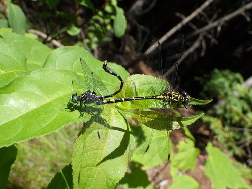 Eastern Least Clubtail