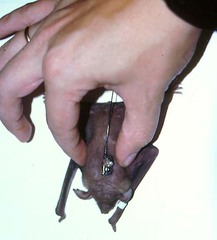 Noctilio albiventris