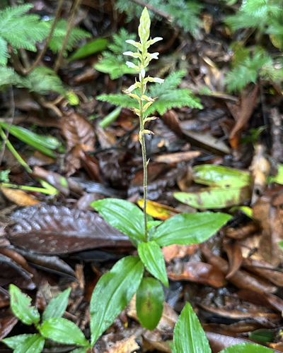 Image of Caribbean False Helmet Orchid (Microchilus plantagineus) by (c) Roger Rittmaster, some rights reserved (CC BY)