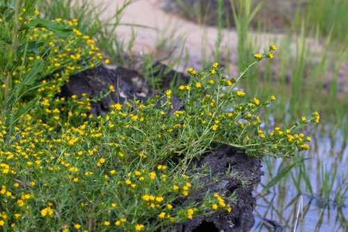 Euploca katangensis (Euploca katangensis)