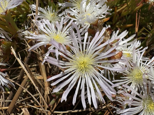 Lion Brightfig (Lampranthus leptaleon)