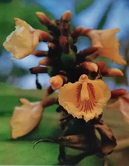 Ginger torch (Alpinia rafflesiana)