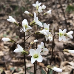 Cardamine angustata