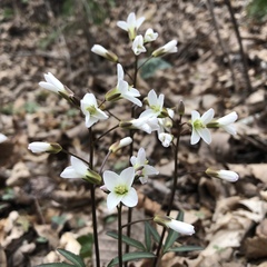 Cardamine angustata