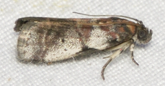 Acrobasis normella