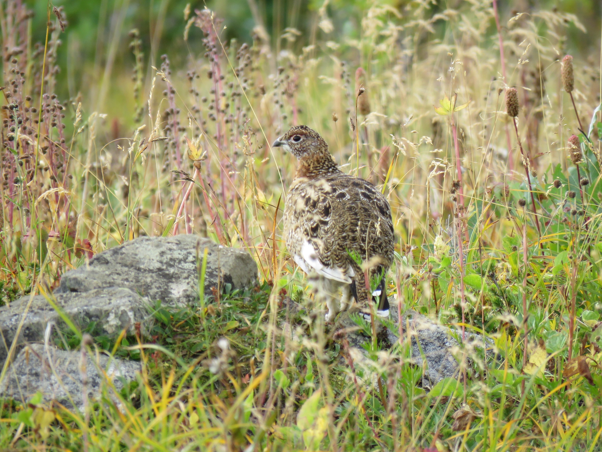 Willow Ptarmigan