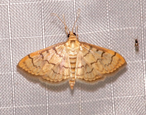 Anania labeculalis photo 5