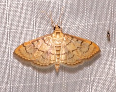 Anania labeculalis