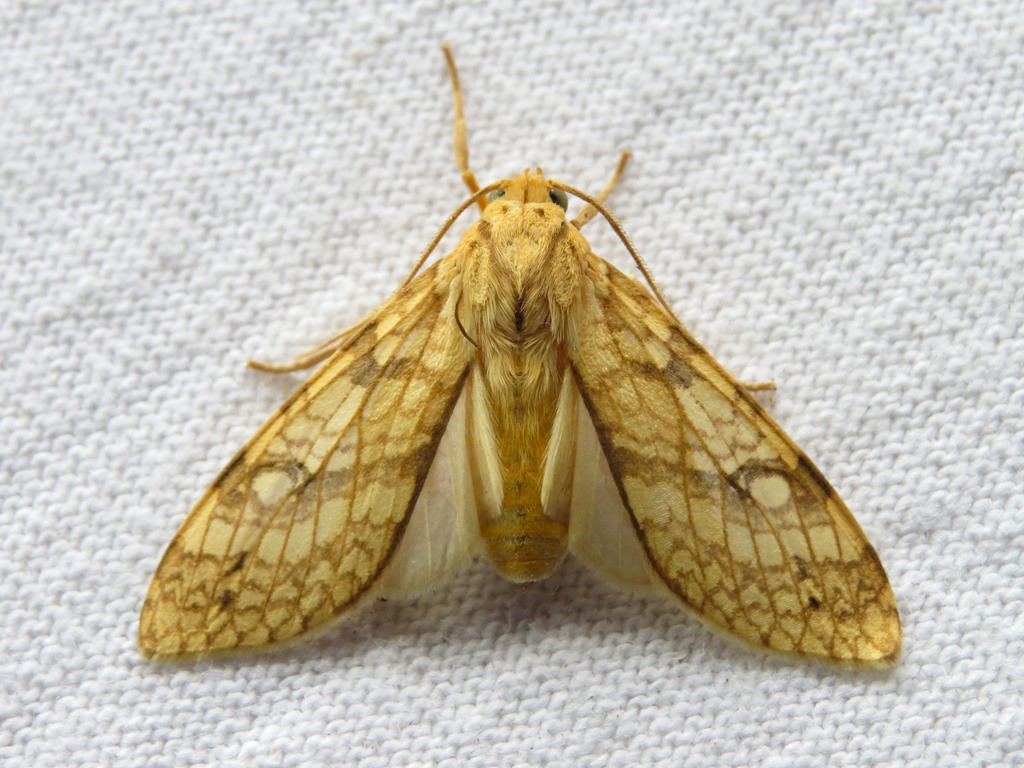 Lophocampa citrina