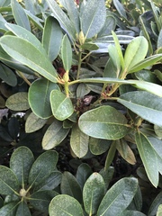 Rhododendron × hybridum