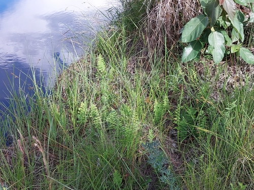Arthropteris orientalis observed 2025-01-07