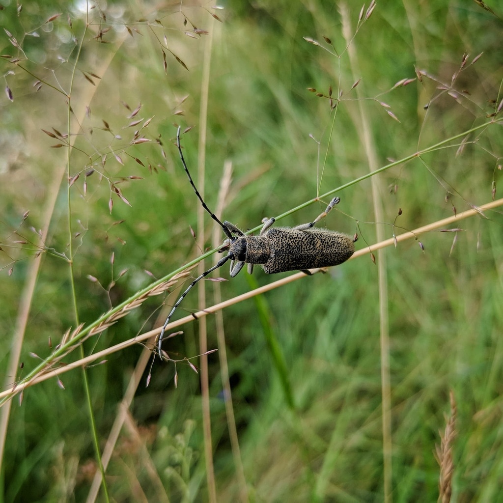 Poplar Borer
