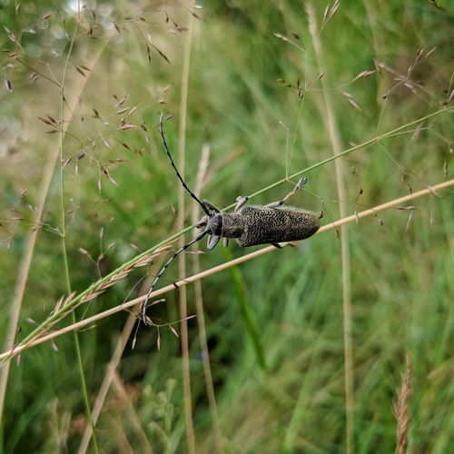 Poplar Borer