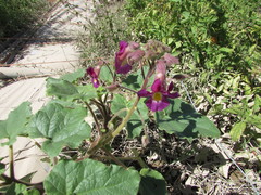 Proboscidea louisianica fragrans