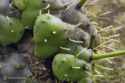 Lecanopteris carnosa observed 2024-05-20