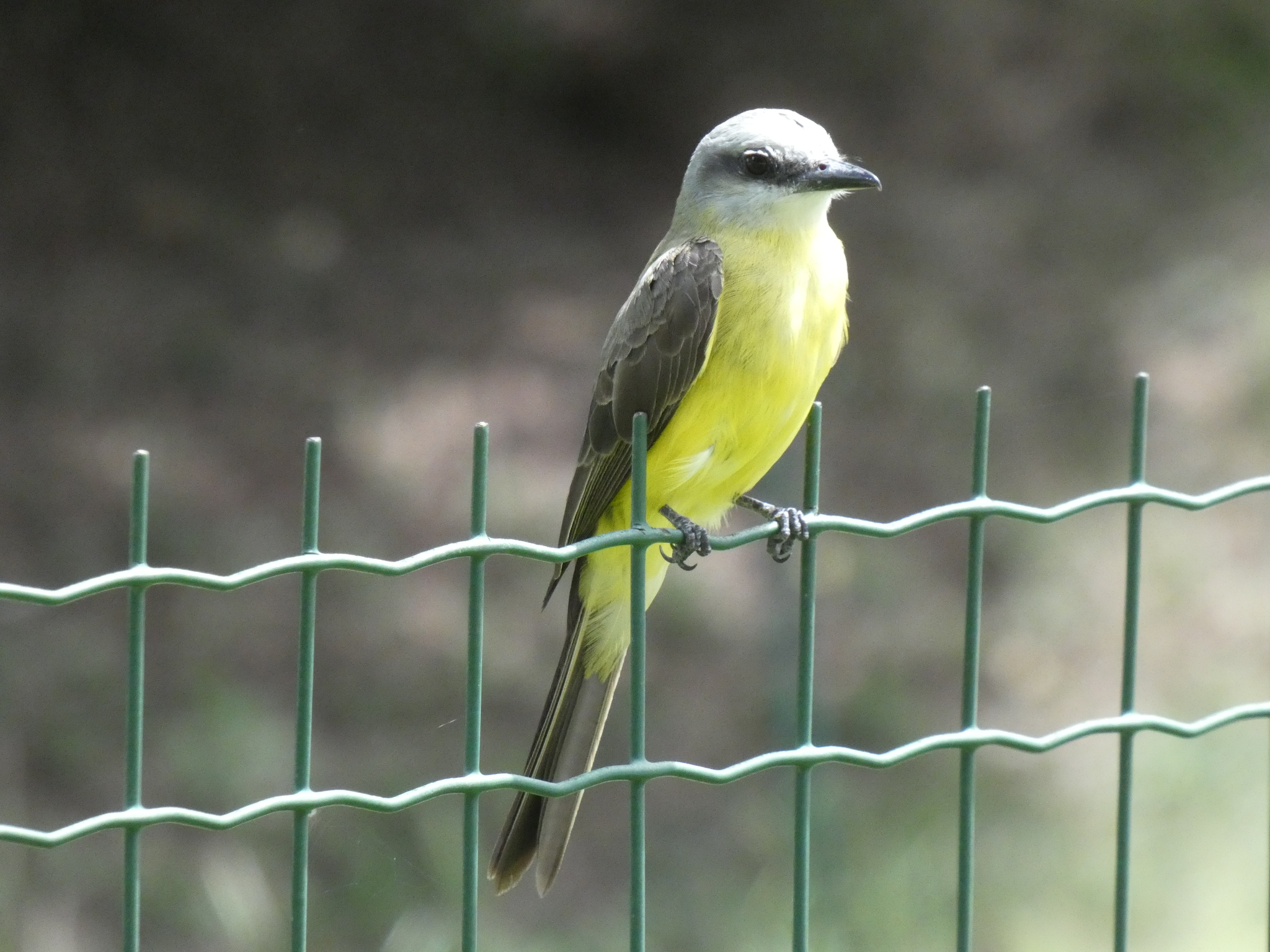 White-throated Kingbird (Tyrannus albogularis), photo 9