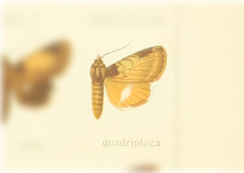 Ercheia quadriplaga