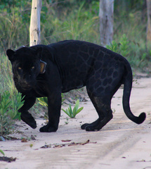 Jaguar photo 5