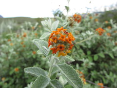 Buddleja marrubiifolia