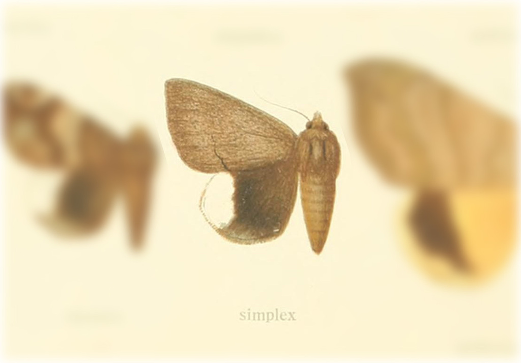 Achaea simplex