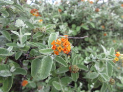 Buddleja marrubiifolia