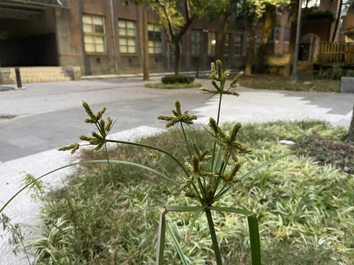Foto de Tiririca