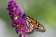 Danaus plexippus
