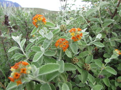 Buddleja marrubiifolia