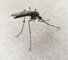Ochlerotatus