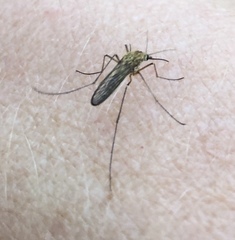 Ochlerotatus